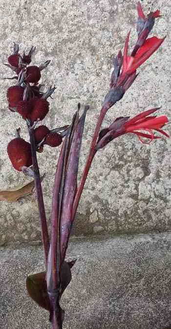 Hoa và quả dong riềng đỏ