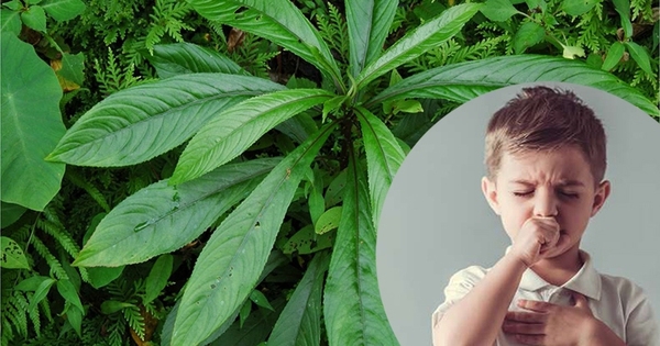 Bài thuốc từ lá xương sông trị các chứng bệnh thường gặp