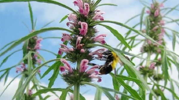 Bài thuốc dùng ích mẫu chữa vô sinh - hiếm muộn