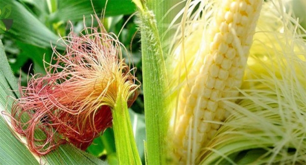 10 bài thuốc hay theo y học cổ truyền từ râu ngô