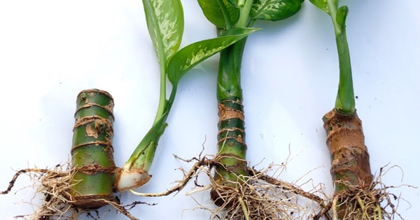 Bài thuốc chữa bệnh từ cây vạn niên thanh