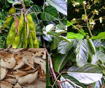 Mạ mân – cây thuốc trị bệnh gan