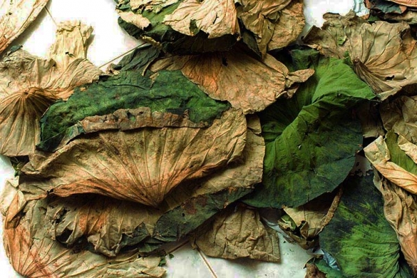 10 bài thuốc tốt trị bệnh hay từ lá sen khô