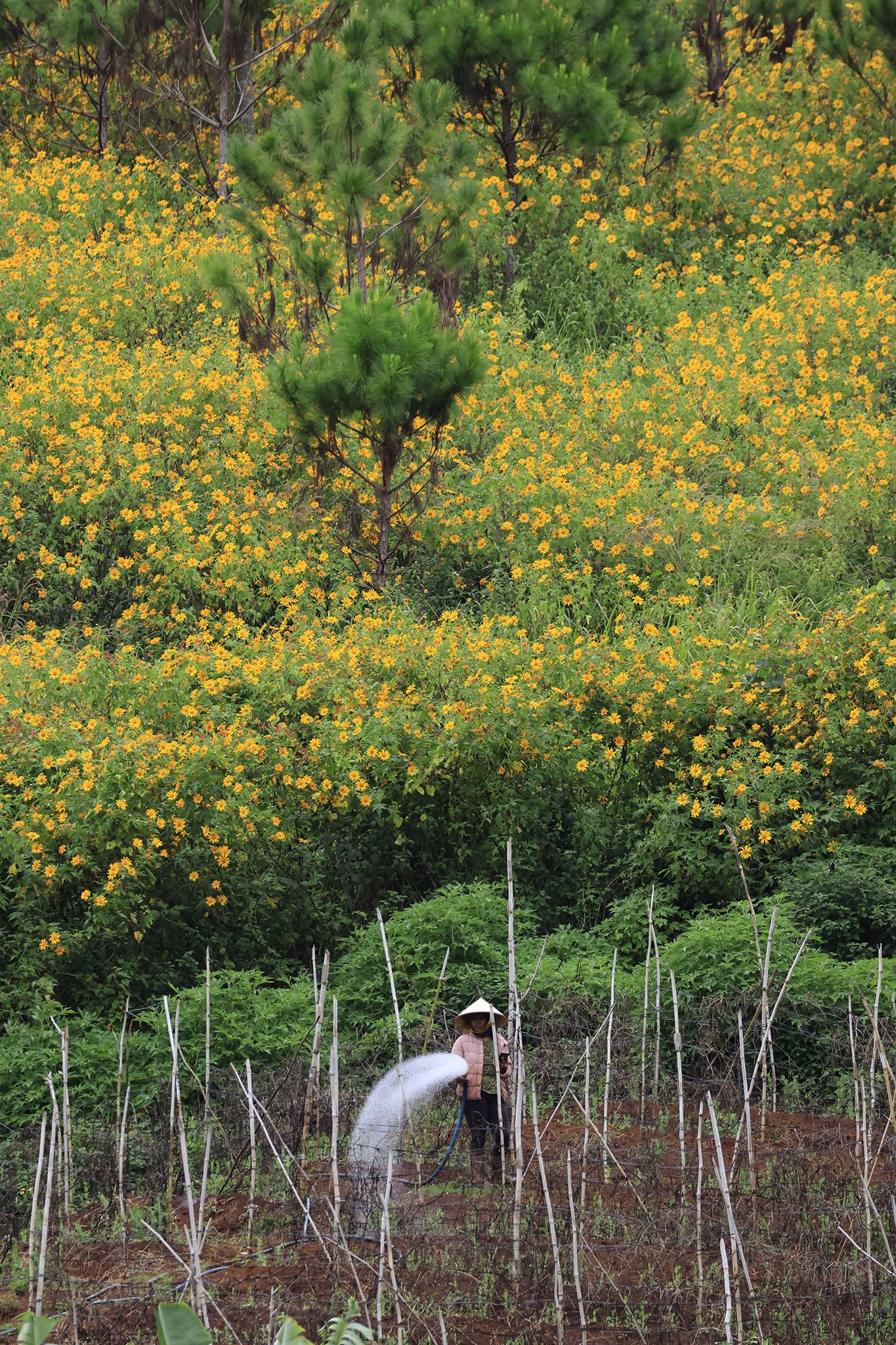 Hoa quỳ nhuộm vàng cao nguyên Lâm Viên