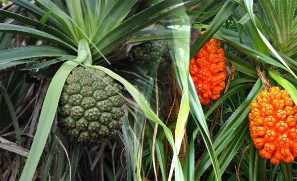 Cây dứa dại: Khám phá tác dụng trị bệnh và 10 bài thuốc hay