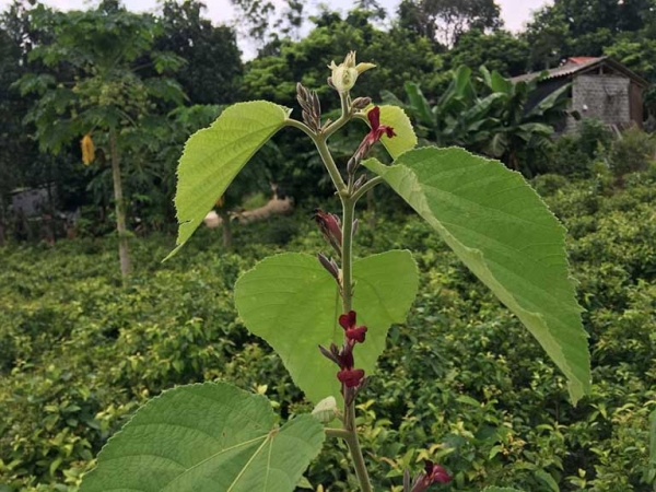 Cây an xoa: Tìm hiểu tác dụng tuyệt vời và cách dùng tốt nhất