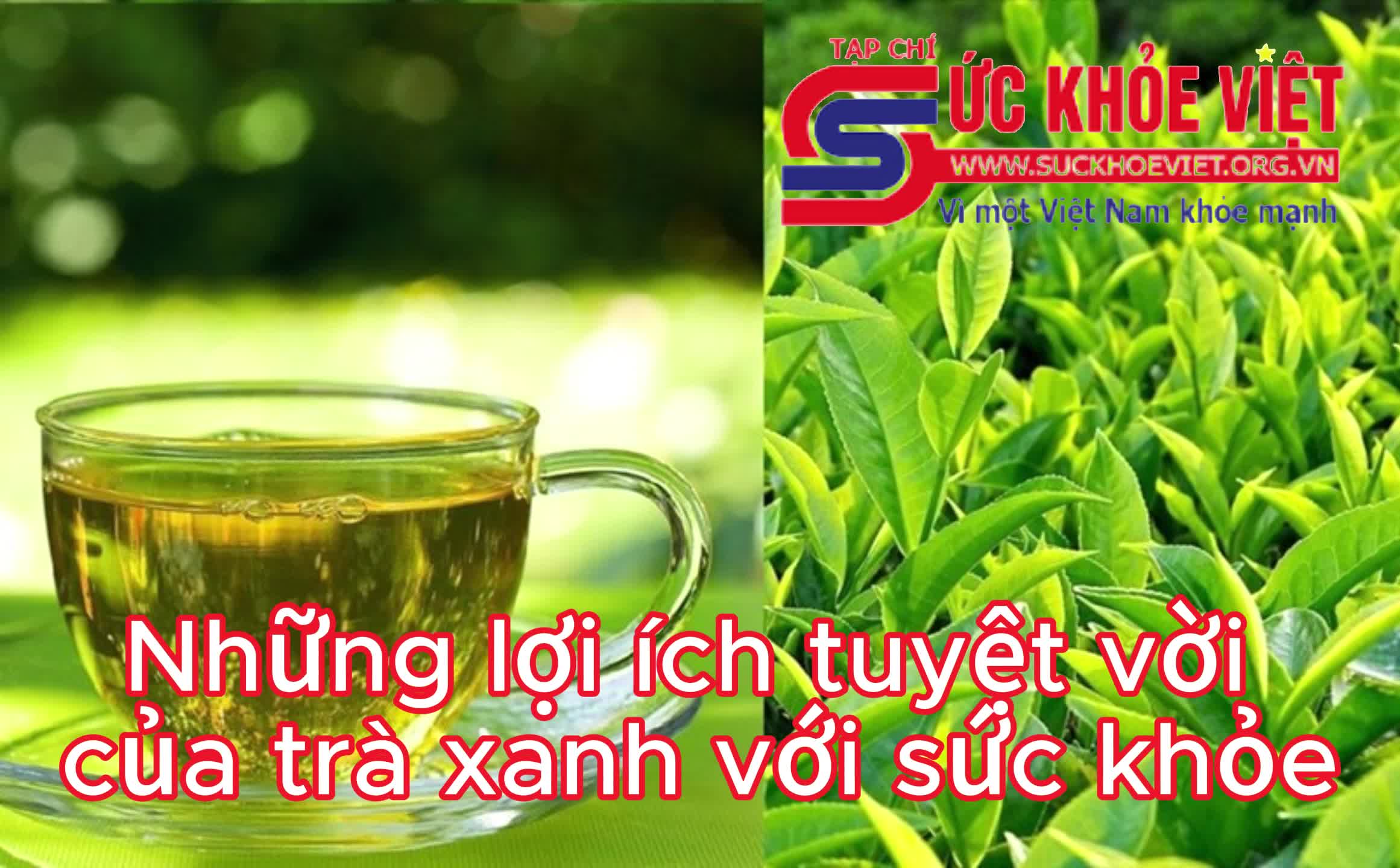 Những lợi ích tuyệt vời của trà xanh với sức khỏe